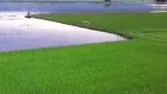 ਝੋਨੇ ਦੀ ਫਸਲ