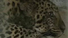 Jedan od leoparda, uhvaćenih tokom vikenda