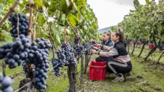 Two young girls working in the grape