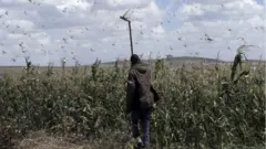 የአንበጣ ወረራ በሶማሌ ክልል