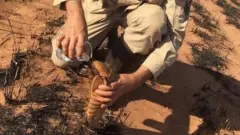Un bombero da agua a un armadillo