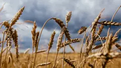 пшениця