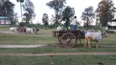 ရွာလုံးကျွတ်စစ်ဘေးတိမ်းရှောင်နေကြ