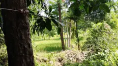 विद्युतीय धराप