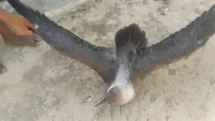 பறவை