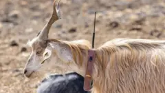 A goat wearing a collar with a tracking device