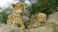 አቦ ሸማሌ ከግልገሏ ጋር