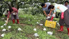 farmers collect fallen peaches