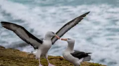 অ্যালব্যাট্রস