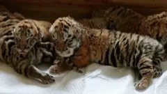 Kina je bogatija za četiri mladunčeta ugroženog sibirskog tigra