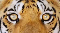 పులి