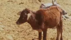 cow