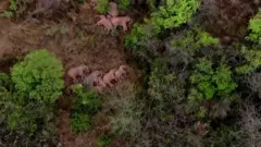 चीन हात्ती