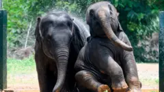 யானைகள்