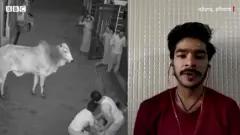सांड और दादी
