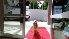 Преданный пес