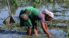 விவசாயம்