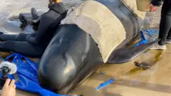 Rescuers help a whale stranded in shallow surf