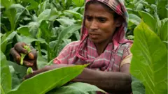 বাংলাদেশকে ২০৪০ সালের মধ্যে তামাক মুক্ত করার ঘোষণা দিয়েছে বর্তমান সরকার।