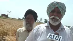 ਖੇਤੀਬਾੜੀ