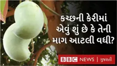 કચ્છમાં આ વખત કેરીનો મબલક ઉત્પાદન થયું છે
