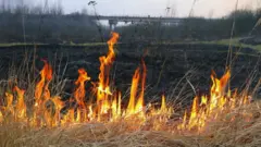 суха трава