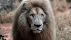 محدودیت و خلاقیت؛ سفرهای مجازی به صحرای کالاهاری