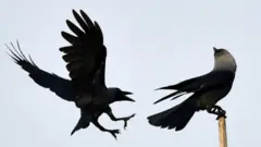 کوے