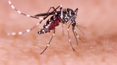 Umuburu w'ingore utera malaria