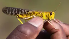አንበጣ