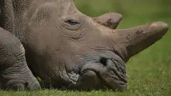 நஜின்