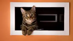Котик