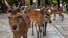 Nara geyikleri
