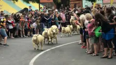 Siku ya Jamhuri, inayoadhimishwa kila baada ya miaka miwili iliyofanyika mnamo Januari, inajumuisha matukio kama vile mashindano ya mbio za kondoo mitaani