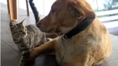 Коти і собаки