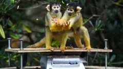 Squirrel monkeys on scales
