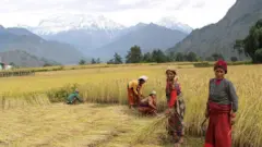 म्याग्दीमा धान काट्दै