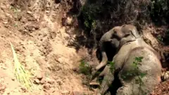 ਖੂਹ ਵਿੱਚ ਡਿੱਗੇ ਹਾਥੀ ਨੂੰ ਪਿੰਡਵਾਸੀਆਂ ਨੇ ਕਿਵੇਂ ਕੱਢਿਆ ਬਾਹਰ