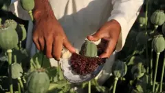 کشت خشخاش از سال ۲۰۰۱ تاکنون هر سال افزایش داشته است