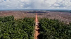 Kekayaan hutan di Papua menghadapi ancaman deforetasi.