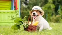 Perro con una cesta de vegetales.