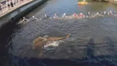 Pessoas em canal fazem corrente humana para desencalhar golfinhos