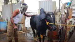 ஒரு மாத விரதம், கழுத்து மணி, ஐந்தே நிமிடம் - ஜல்லிக்கட்டு குறித்த சுவாரஸ்ய தகவல்கள்
