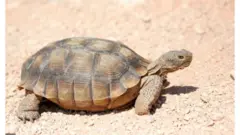 akomolede