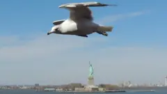Gaviota sobrevolando el Río Hudson