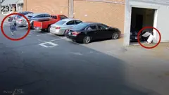 Black bear at a bakery garage
