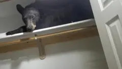 Ведмідь у гардеробі