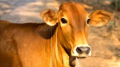 વાછરડું