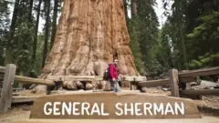 Igiti General Sherman