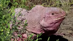 pink iguana